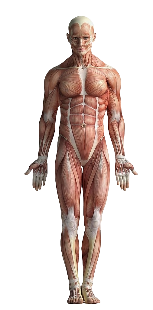 Anatomie musculaire humaine